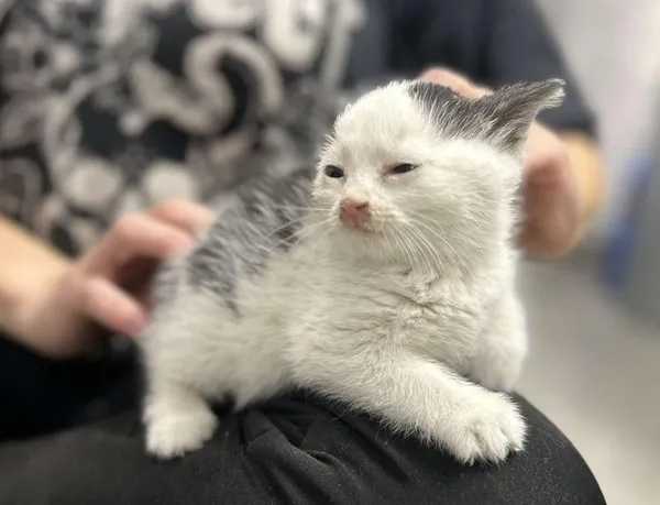 Znaleziono kota, Toruń, 17 listopada 2025