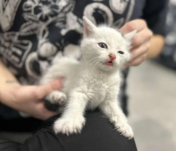 Znaleziono kota, Toruń, 17 listopada 2025