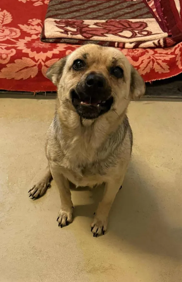 Znaleziono psa, Lublin, 19 listopada 2025