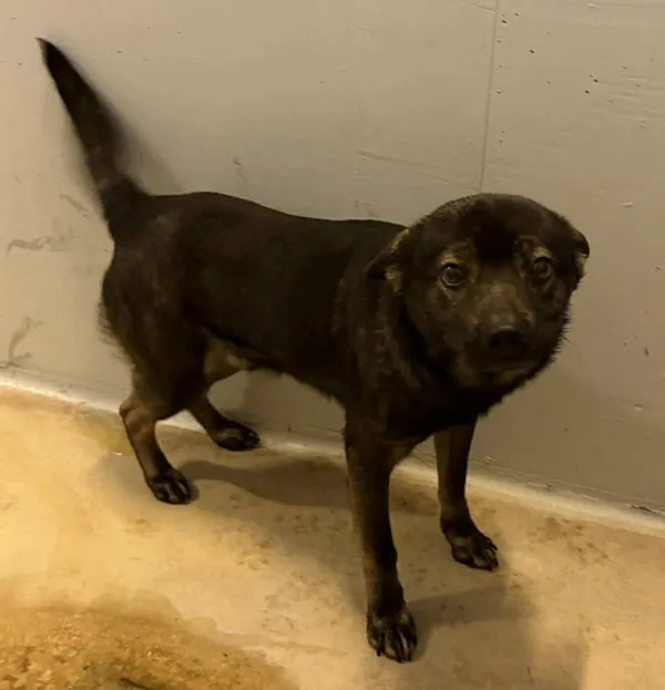 Znaleziono psa, Lublin, 19 listopada 2025