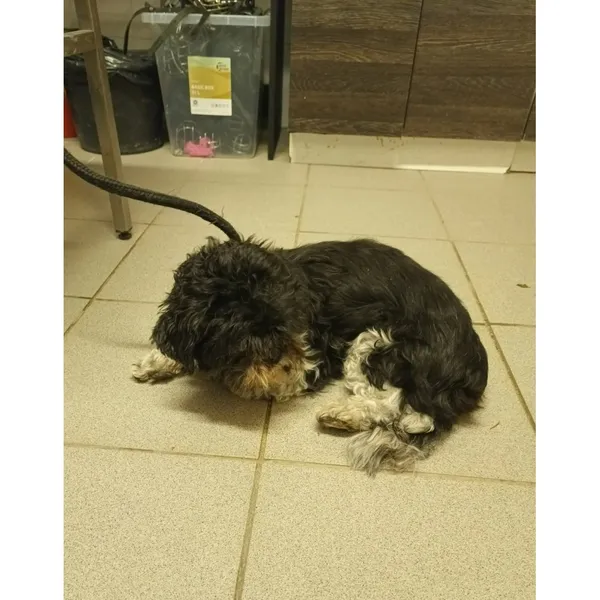 Znaleziono psa, Białystok, 19 listopada 2025