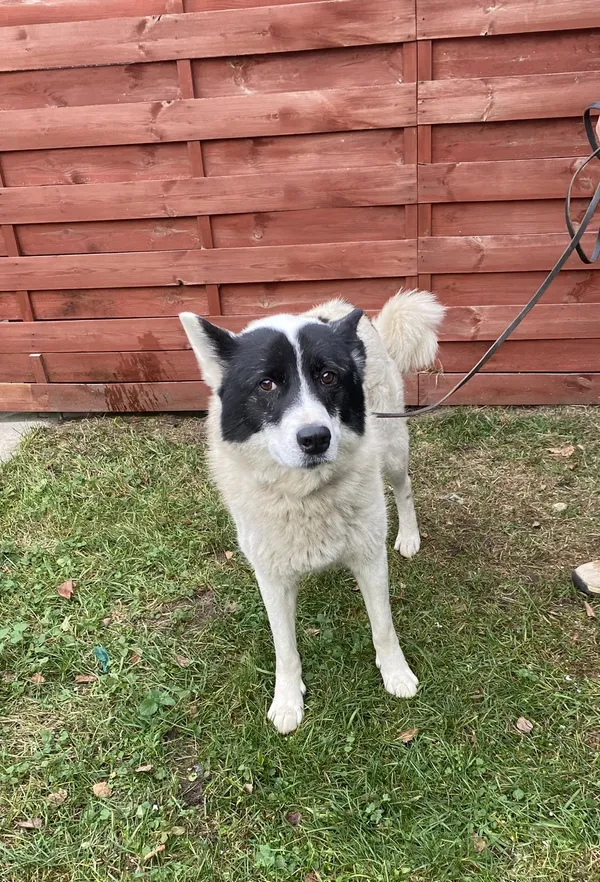 Znaleziono psa, Czartki, 20 listopada 2025