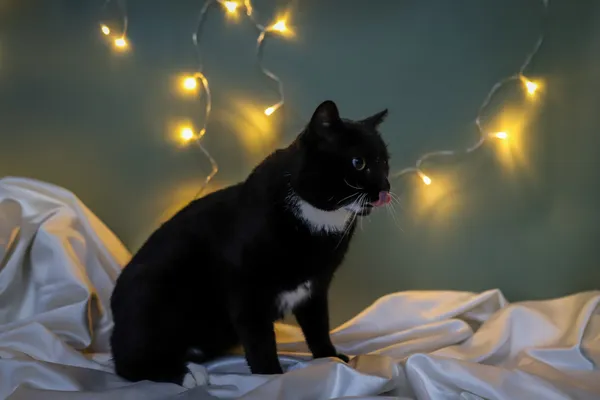 Znaleziono kota, Sosnowiec, 19 listopada 2025 (1/5)