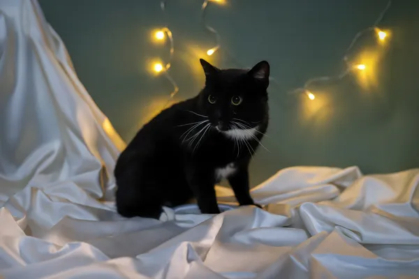 Znaleziono kota, Sosnowiec, 19 listopada 2025 (2/5)