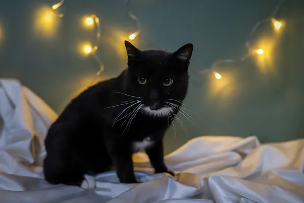 Znaleziono kota, Sosnowiec, 19 listopada 2025 (3/5)