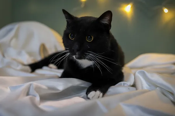 Znaleziono kota, Sosnowiec, 19 listopada 2025 (4/5)