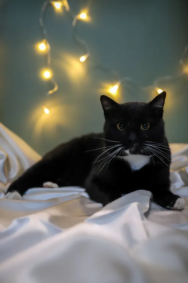 Znaleziono kota, Sosnowiec, 19 listopada 2025 (5/5)