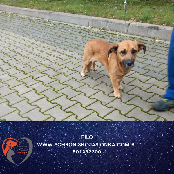 Pies do adopcji, Dębniak, 20 listopada 2025