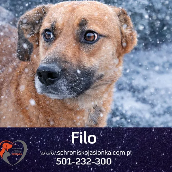 Pies do adopcji, Dębniak, 20 listopada 2025