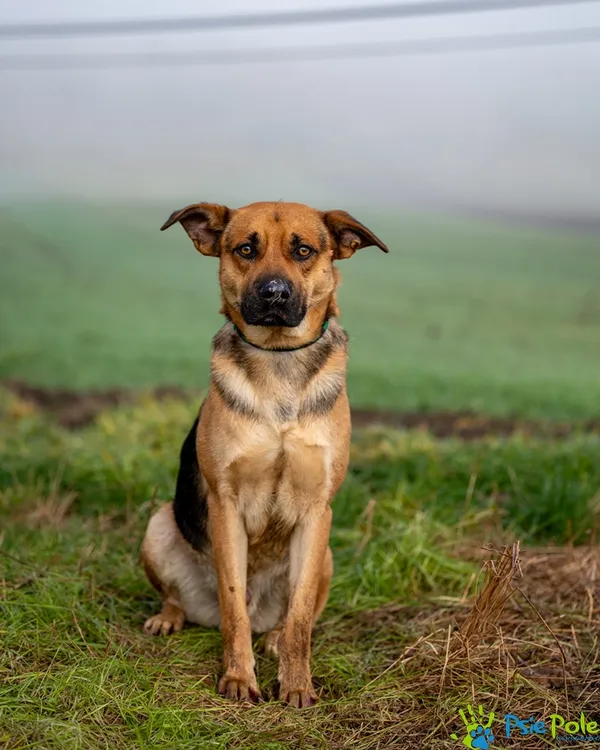 Pies do adopcji, Racławice, 18 listopada 2025 (1/5)