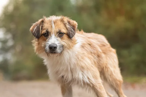 Pies do adopcji, Nowodwór, 20 listopada 2025 (2/5)