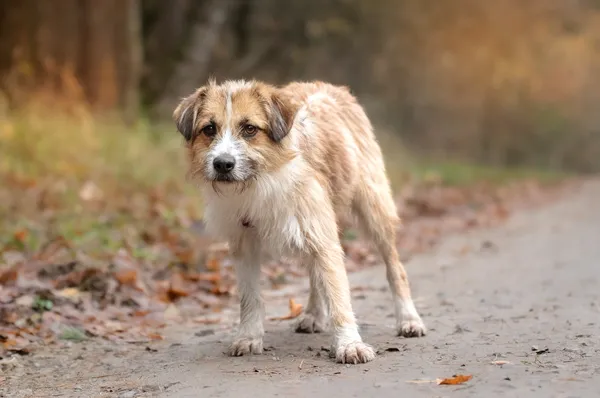 Pies do adopcji, Nowodwór, 20 listopada 2025 (3/5)