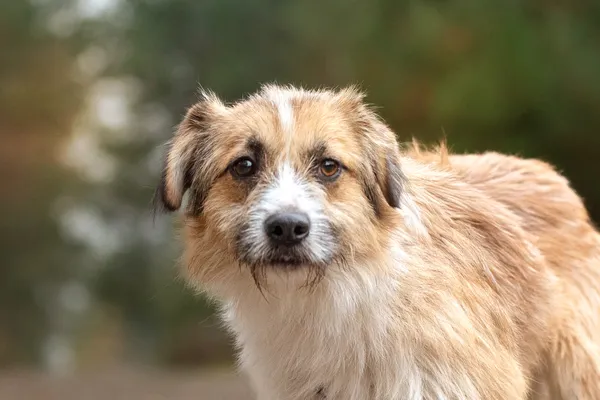 Pies do adopcji, Nowodwór, 20 listopada 2025 (4/5)