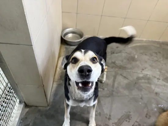 Pies do adopcji, Kraków, 3 listopada 2025