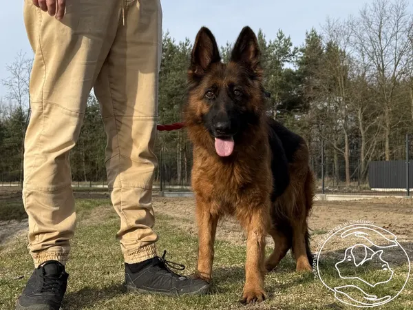 Pies do adopcji, Chełmek, 22 października 2025