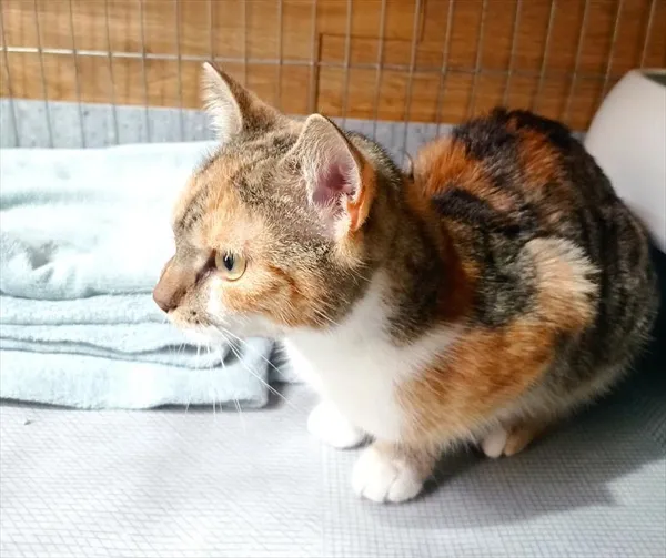 Kot do adopcji, Racibórz, 20 listopada 2025