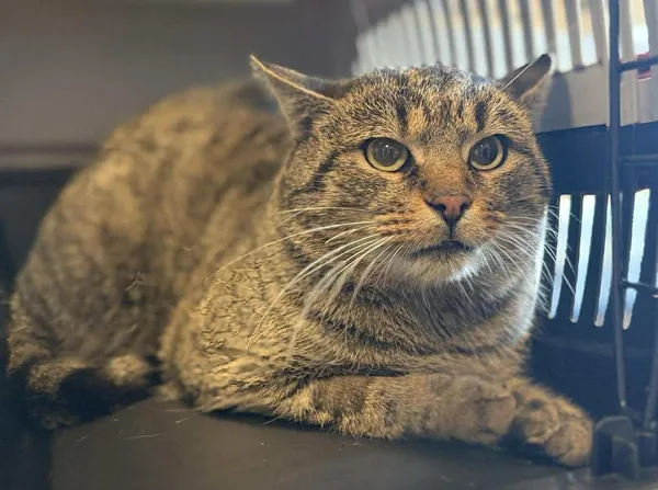 Znaleziono kota, Lublin, 19 listopada 2025