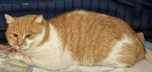 Znaleziono kota, Lublin, 18 listopada 2025