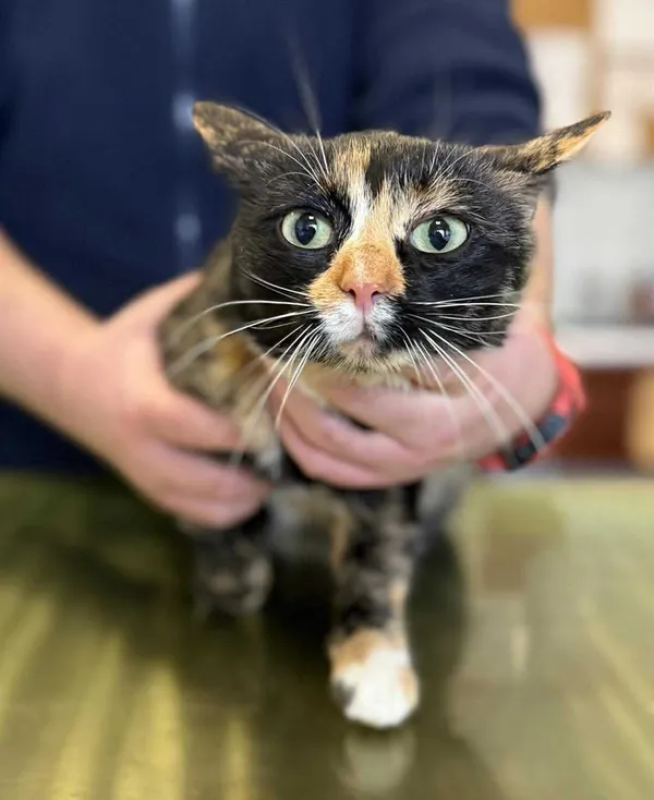 Znaleziono kota, Lublin, 19 listopada 2025