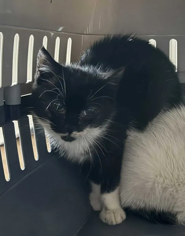 Znaleziono kota, Lublin, 19 listopada 2025