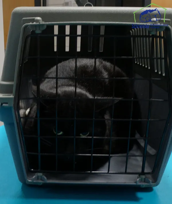 Kot do adopcji, Szczecin, 20 listopada 2025