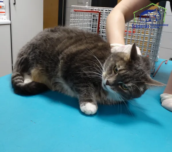 Kot do adopcji, Szczecin, 20 listopada 2025