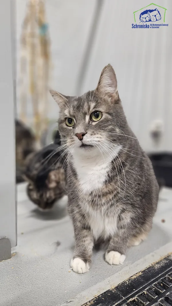 Kot do adopcji, Szczecin, 20 listopada 2025 (1/2)