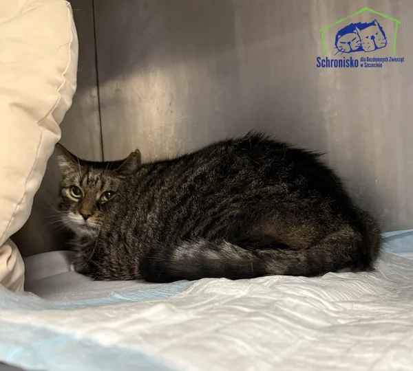 Kot do adopcji, Szczecin, 20 listopada 2025 (3/3)