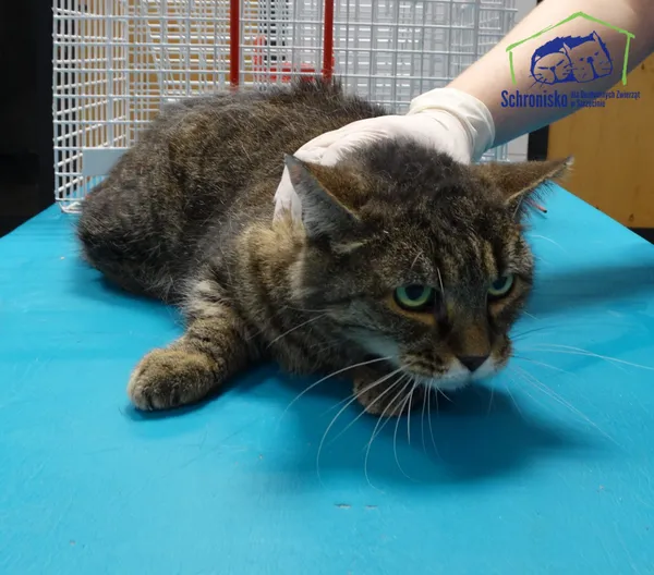 Kot do adopcji, Szczecin, 20 listopada 2025 (2/2)