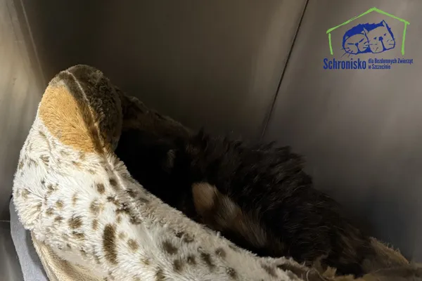 Kot do adopcji, Szczecin, 20 listopada 2025