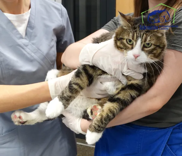 Kot do adopcji, Szczecin, 20 listopada 2025