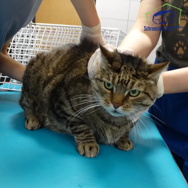 Kot do adopcji, Szczecin, 20 listopada 2025