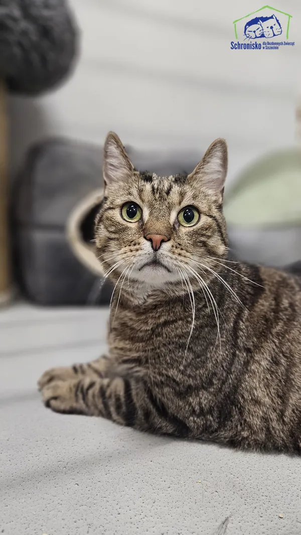 Kot do adopcji, Szczecin, 20 listopada 2025 (1/2)