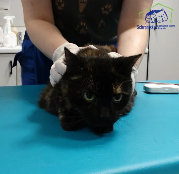 Kot do adopcji, Szczecin, 20 listopada 2025