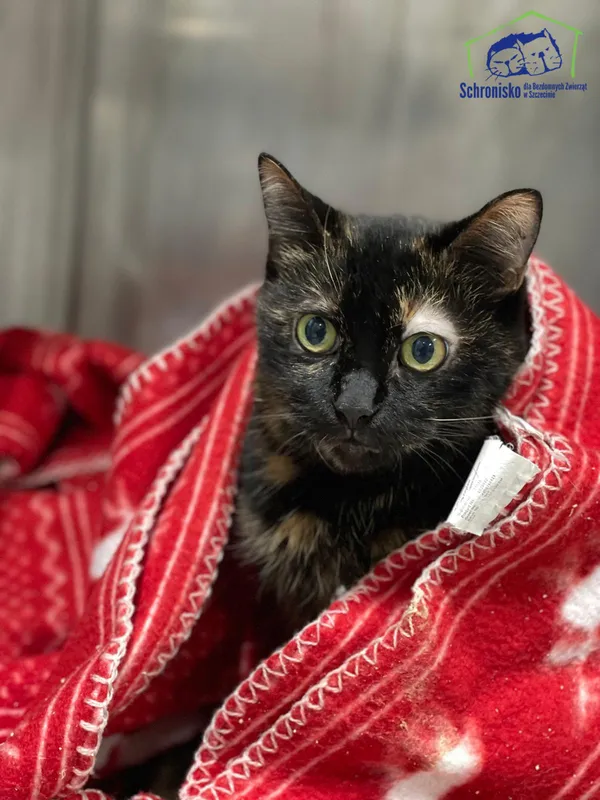 Kot do adopcji, Szczecin, 20 listopada 2025 (1/2)