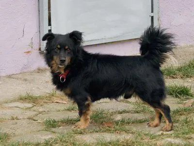 Pies do adopcji, Pabianice, 25 września 2025 (1/5)