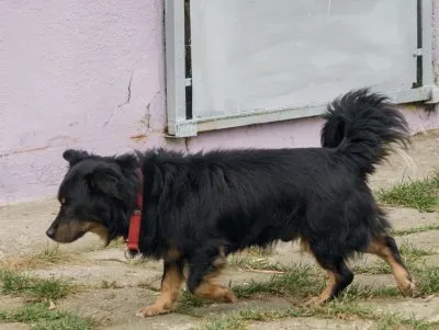 Pies do adopcji, Pabianice, 25 września 2025 (2/5)