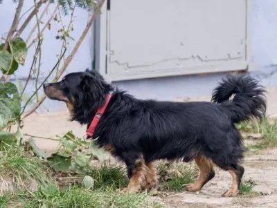 Pies do adopcji, Pabianice, 25 września 2025 (5/5)