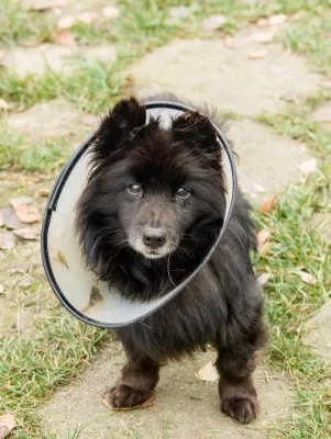 Pies do adopcji, Pabianice, 30 lipca 2025