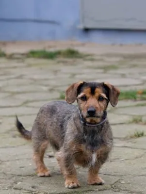 Pies do adopcji, Pabianice, 4 września 2025 (1/4)