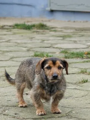 Pies do adopcji, Pabianice, 4 września 2025 (3/4)