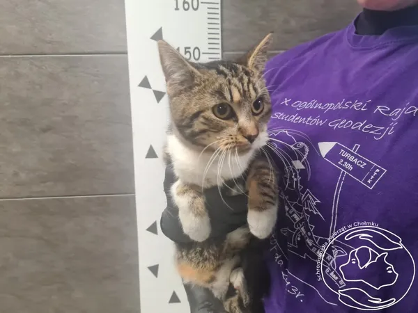 Znaleziono kota, Chełmek, 20 listopada 2025