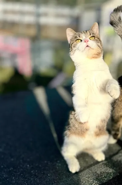 Kot do adopcji, Piła, 31 lipca 2025 (4/5)