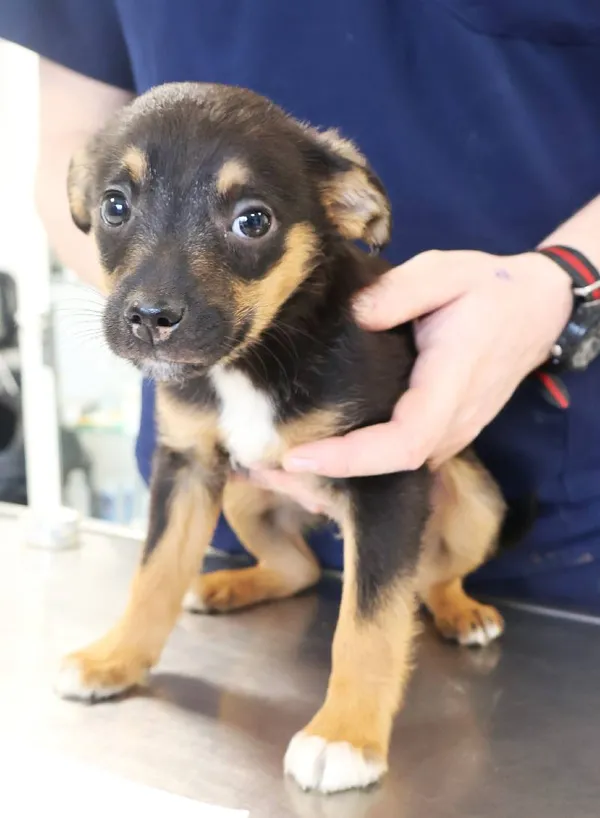 Znaleziono psa, Łódź, 20 listopada 2025 (1/5)