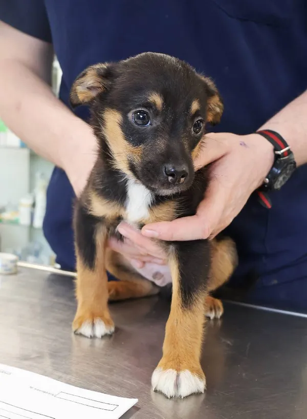 Znaleziono psa, Łódź, 20 listopada 2025 (3/5)