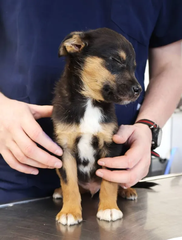 Znaleziono psa, Łódź, 20 listopada 2025 (4/5)