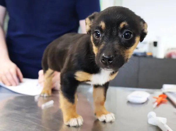 Znaleziono psa, Łódź, 20 listopada 2025 (1/4)