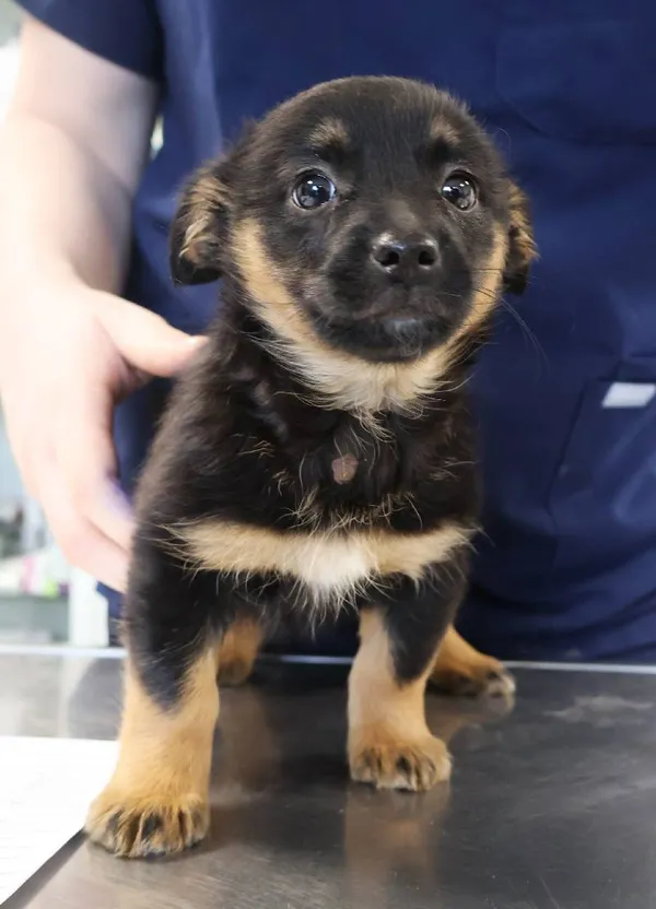 Znaleziono psa, Łódź, 20 listopada 2025 (1/5)