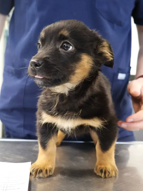 Znaleziono psa, Łódź, 20 listopada 2025 (3/5)