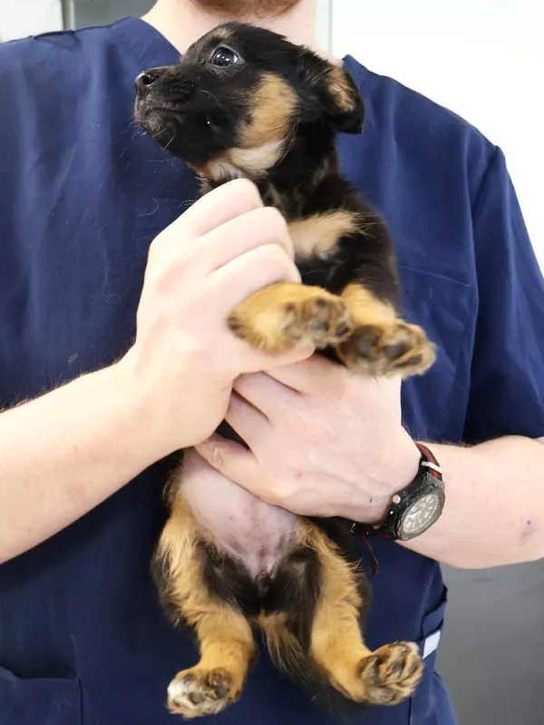 Znaleziono psa, Łódź, 20 listopada 2025 (5/5)